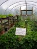 POLYTUNNEL 1.JPG