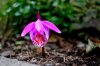 pleione11.jpg