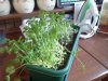 floppy indoor coriander.jpg