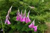 Dierama 1.JPG