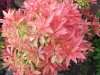 Pieris.jpg