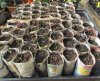 IMG_2054_ParsnipSeedlings.jpg