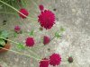 Knautia 'Macedonica' (2).JPG