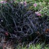 ophiopogon.jpg