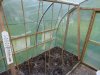 polytunnel canes.jpg