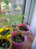 2014 10 16 Well Pleased with My Rose Cuttings.JPG