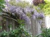 wisteria 1.JPG