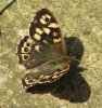 SpeckledWood.JPG