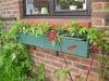 Blue pea + Sweet pea Royal family + Window box Maskotkas 20 May 003.JPG