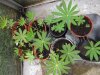 Lupin Seedlings.jpg