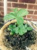 Strawberry Plant.jpg