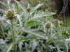 artichokes june 2015.JPG