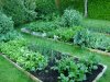 Veg Patch 2.JPG