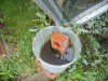 Green Rainwater 4393.JPG