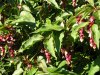 Leycesteria Formosa 1.JPG