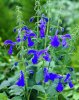 Salvia_patens_Royal_Blue Angel.jpg