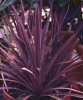 cordyline2.jpg