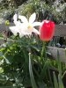 Thalia n red tulip.jpg