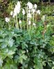 Bluebells Alba and Aquilegia.jpg