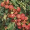 Cordon crab apple.jpg