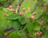 Crabapple Small 2.jpg