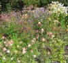 0 nursery rows in flower 2012IMG_0612 - Copy.jpg