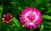 strawflower.jpg