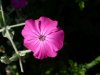 Lychnis Coronaria.JPG