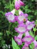 Penstemon.JPG