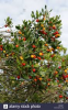 arbutus fruit.png