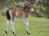 exmoor foal.jpg