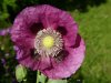 Papaver somniferun 2017.JPG