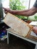 Bees at Chris Hones house 001.JPG