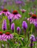 Liatris spicata & Echinacaea_Purple Cone.jpg