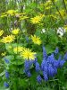 Doronicum orientale together with Muscari.jpg