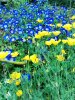 Rozanne and California poppies.jpg