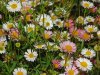 Erigeron_karvinskianus.JPG