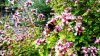 Bumble and Marjoram.jpg