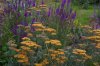 Achillea millefolium Terracotta and Linaria purpurea.jpg