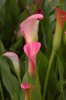 Calla_Lily_Zantedeschia_rehmannii_2000px.jpg