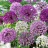 allium_bulbs_mix_40da8646-58e1-4d5b-b0bc-e2e0fdc0ff65_800x.jpg