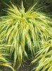 Aureola (Hakonechloa macra). Ornamental Aureola Grass.jpeg