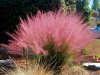 muhlenbergia_capillaris_Cotton cady grass.jpg