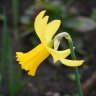 Daffodil Fan