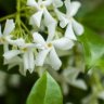 Star Jasmine