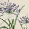 MissAgapanthus