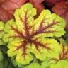 Heucherella