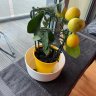 LemonTree