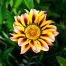 Gazania