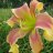 Pollies Daylilies